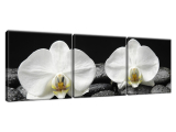 Moderný obraz na stenu Biele orchidey