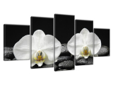 Moderný obraz na stenu Biele orchidey