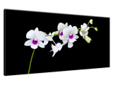 Obraz na stenu do obývačky Vetvička orchidey