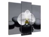 Obraz na stenu Biela orchidea