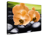 Obraz Oranžová orchidea
