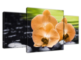 Obraz Oranžová orchidea