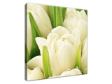 Obraz Tulipány pokryté rosou