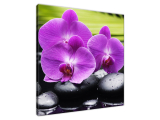 Obraz Orchidea a kamene