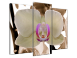 Obraz na plátne Biela orchidea