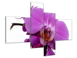 Obraz na stenu Fialová orchidea