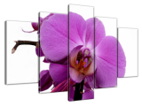 Obraz na stenu Fialová orchidea