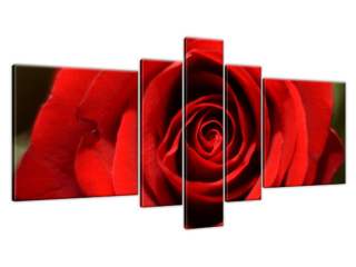 Obraz na plátne Kvet červenej ruže