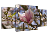 Obraz na stenu Kvitnúce magnólie
