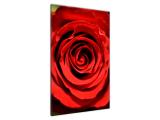 Obraz na plátne Krásna rozkvitnutá ruža