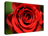 Obraz na plátne Krásna rozkvitnutá ruža