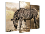 Obraz na stenu Zebra pri napájadle