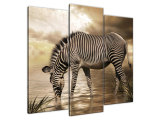 Obraz na stenu Zebra pri napájadle
