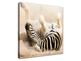 Obraz na plátne Pruhovaná zebra