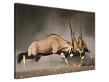 Obraz na stenu Stretnutie oryxov