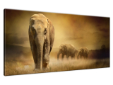 Obraz na stenu Zatúlané sloníča