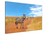 Štýlový obraz Zvedavé zebry