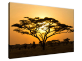 Obraz Akácia v Serengeti