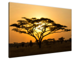 Obraz Akácia v Serengeti
