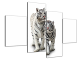 Obraz Tiger biely