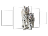 Obraz Tiger biely