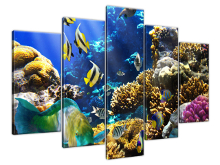 Obraz na stenu Korálový útes