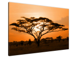 Obraz Africká príroda