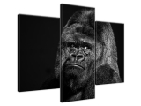 Obraz na stenu Gorilla Face - Feans