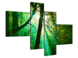 Slnečné lúče uprostred stromov - Pawel Pacholec