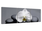 Obraz na stenu Biela orchidea