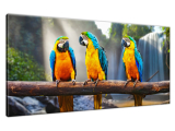 Moderný obraz Tri papagáje
