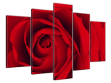 Abstraktný obraz Červená ruža
