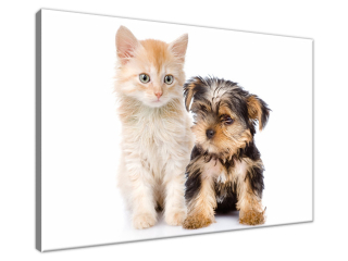 Obraz Mladý Yorkshire Terrier a mačka