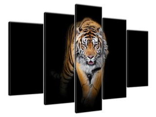 Moderný obraz Tiger