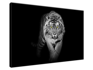 Obraz na stenu Tiger v mraku