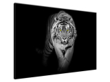 Obraz na stenu Tiger v mraku
