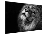 Moderný obraz na stenu Strieborný lev