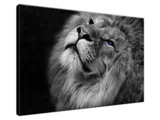 Štýlový obraz na stenu Strieborný lev s modrými očami