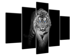 Obraz Tiger vo tme modré oči