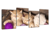 Obraz Spiace mačiatka v miske