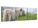 Obraz na stenu Biely tiger - Tambako The Jaguar