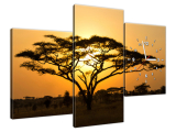 Nástenný obraz s hodinami Akácia v Serengeti