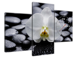 Moderný obraz s hodinami Biela orchidea